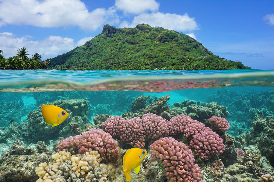 Подводный мир Французской Полинезии